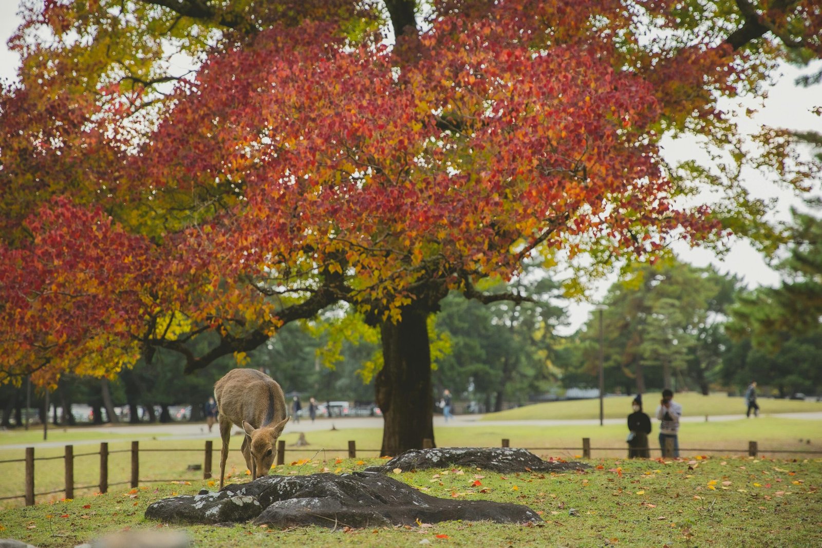 Japanese deer grazing in grassy meadow under tree with bright foliage in park