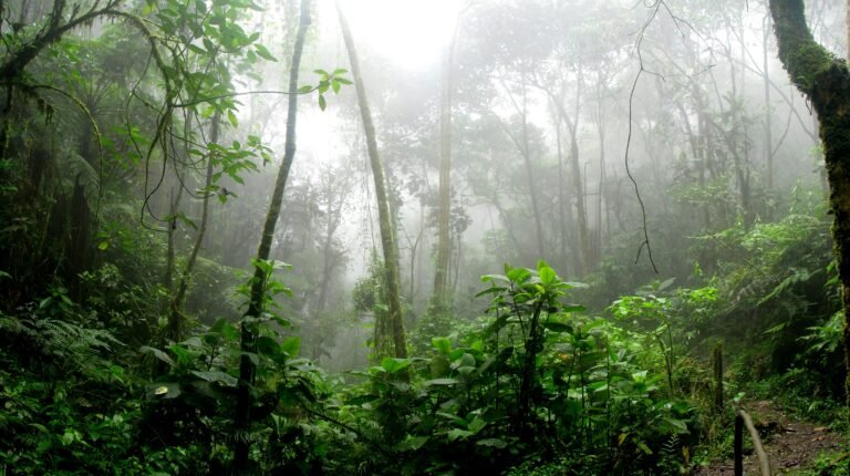 Dense misty rainforest in San Antonio Del Tequendama, Colombia, showcasing vibrant green foliage.